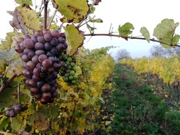 75233332_2484033585160756_4713264885490778112_n