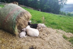 DRSNÁ ŠUMAVA/ČERVEN 2020