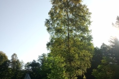 IMG_20220809_080738_705