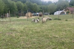 IMG_1920