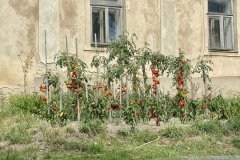 IMG_5988