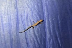 IMG_9619